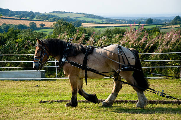 istock Belgian Heavy Horse 181306345