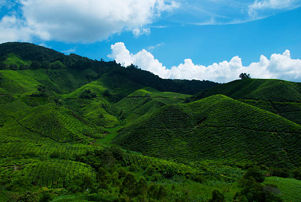 Verde hill - foto de acervo