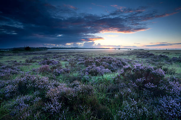 istock summer sunrise over flowering heather 181307122