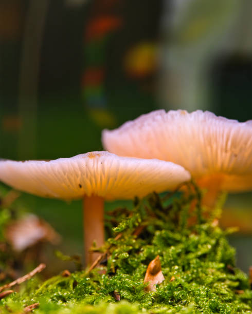 great mushrooms from the Thuringian Forest