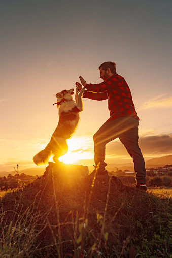 Young man standing in the field playing and training with his border collie breed dog at sunset. life with pets