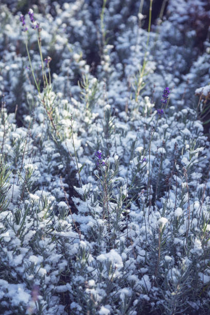 istock blooming lavender in snow in garden 1813087163