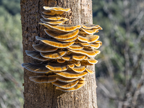 Mushrooms on a tree trunk