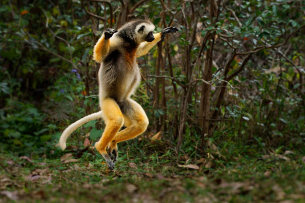 Jumping or dancing Diademed Sifaka - Propithecus diadema or diademed simpona, Malagasy names simpona, simpony and ankomba joby, endangered lemur endemic to rainforests in eastern Madagascar