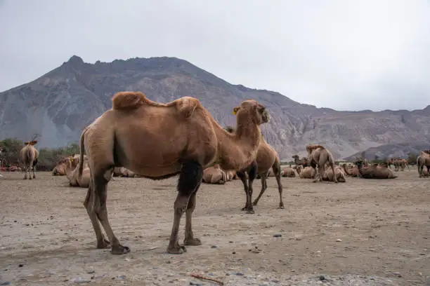 Photo of The Bactrian camels on the sand dunes of hunder in the Nubra Valley, Ladakh