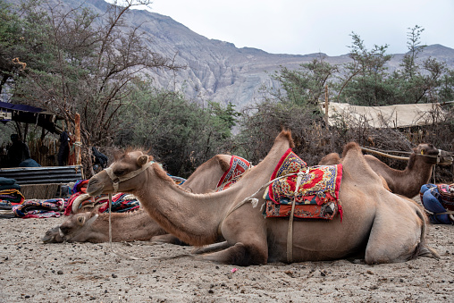 Camel relaxing in front of Qasr al-Bint in Petra, Jordan.
