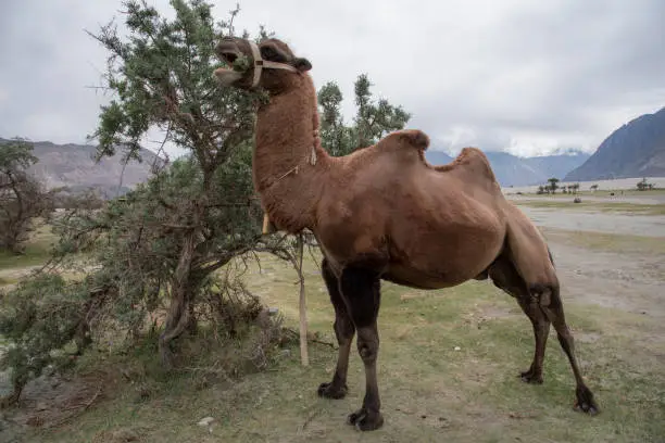 Photo of The Bactrian camels on the sand dunes of hunder in the Nubra Valley, Ladakh