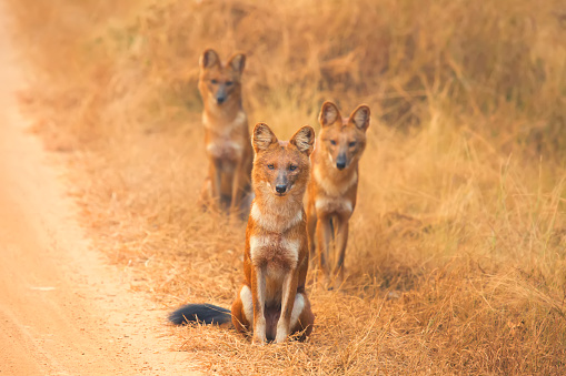 Wild dogs also called Dhole