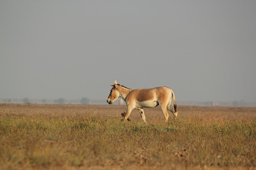 Indian Wild ass In their Desert habitat