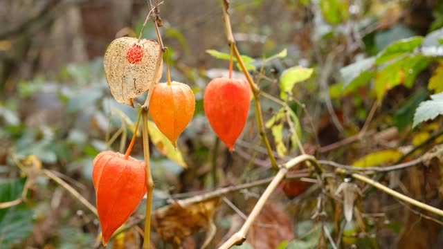 How To Plant And Grow Ground Cherries