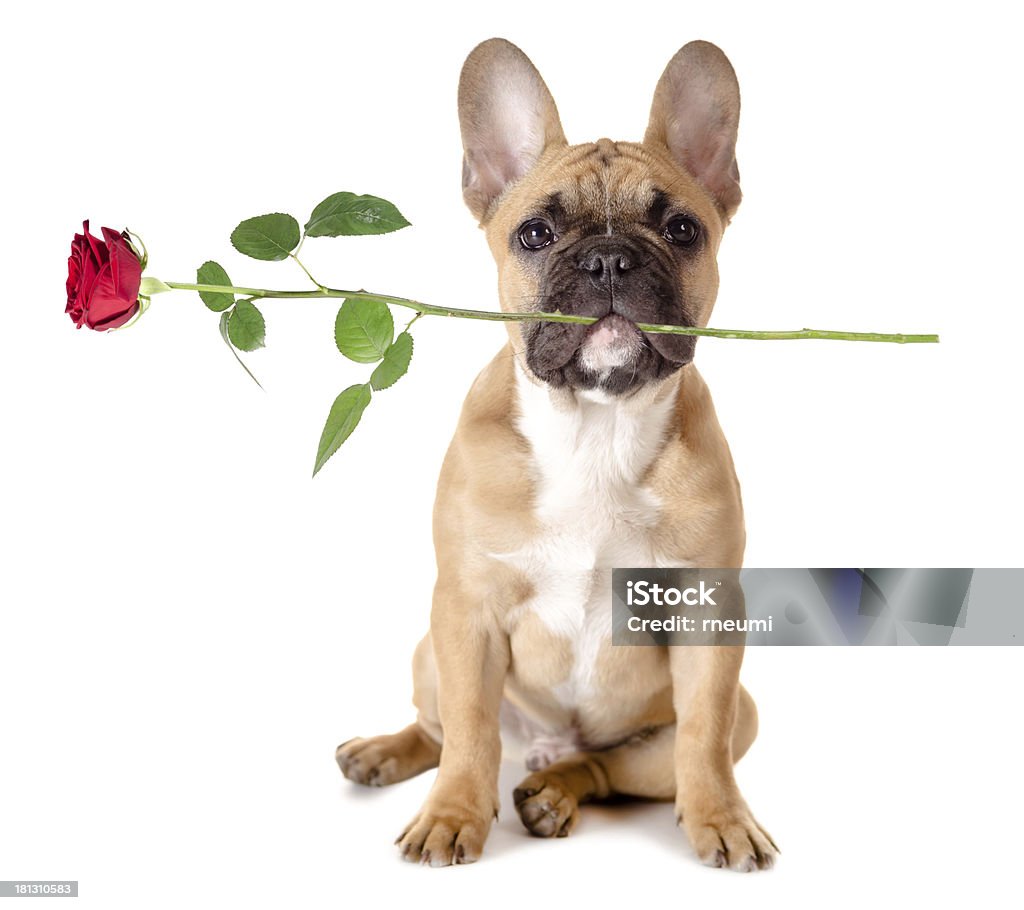 french bulldog with rose french bulldog with a rose in the mouth before white background Bulldog Stock Photo