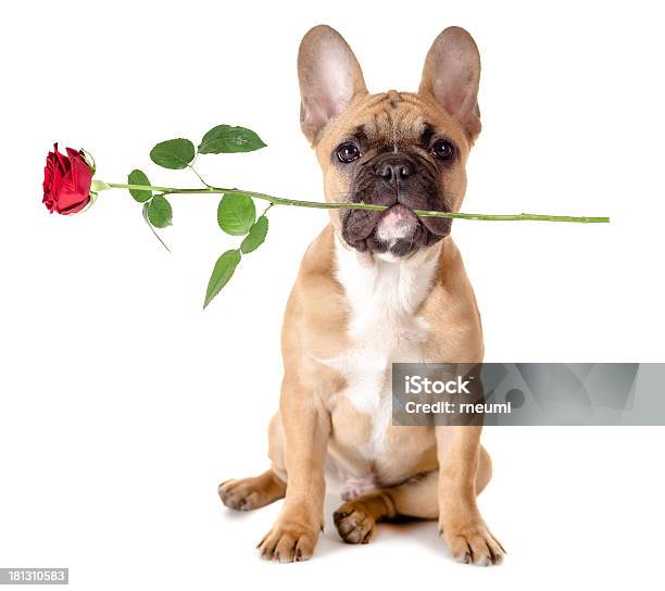 French Bulldog With Rose Stock Photo - Download Image Now - Bulldog, Rose - Flower, Animal
