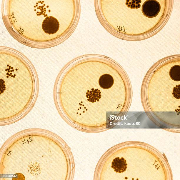 Wachsende Bakterien In Petri Gerichte Stockfoto und mehr Bilder von Antibiotikum - Antibiotikum, Petrischale, Agargel