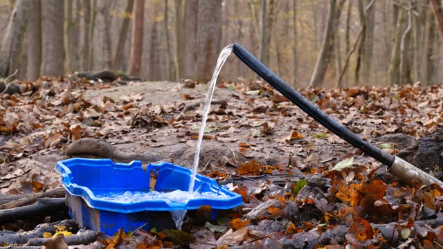 a water pipe flows into a plastic container in the forest
