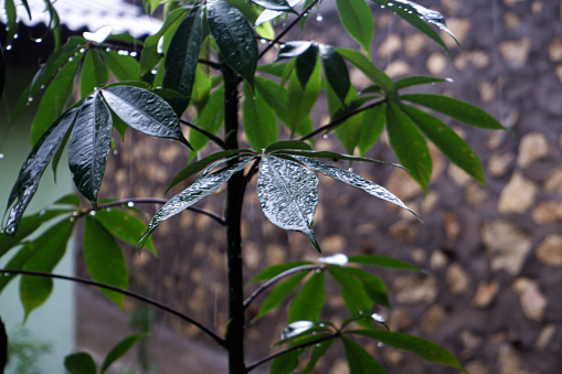 kapok plants or ceiba pentandra that are wet from rain.