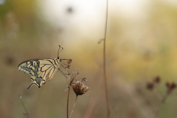 istock swallotail butterfly 1813110709