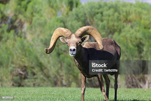 Desert Bighorn Ram Stockfoto und mehr Bilder von Nevada - Nevada, Ovis Canadensis Nelsoni, Fotografie