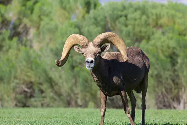 Photo of Desert Bighorn Ram