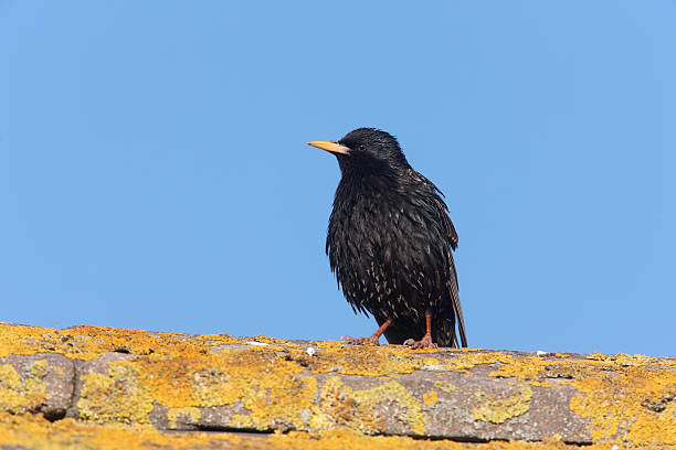 istock Starling, Sturnus vulgaris 181311205