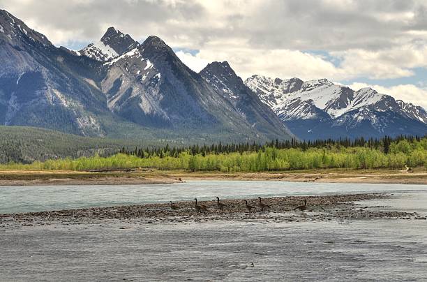istock Geese in a lake with rocky mountain background 181311256