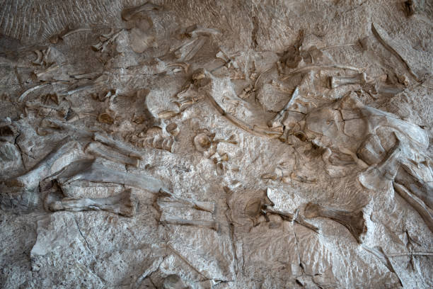 Collage composition of dinosaurs skeletons on white isolated background.