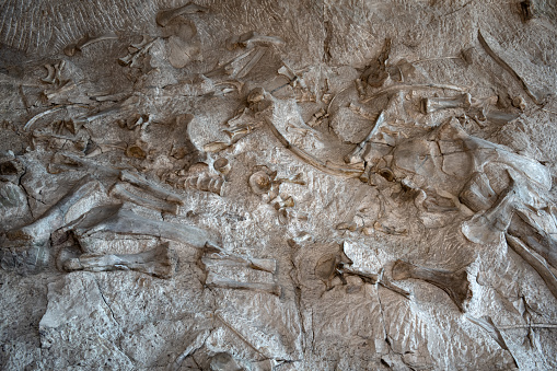 Fossil bone exhibit in the Quarry Exhibit Hall of Dinosaur National Monument.  September 2023