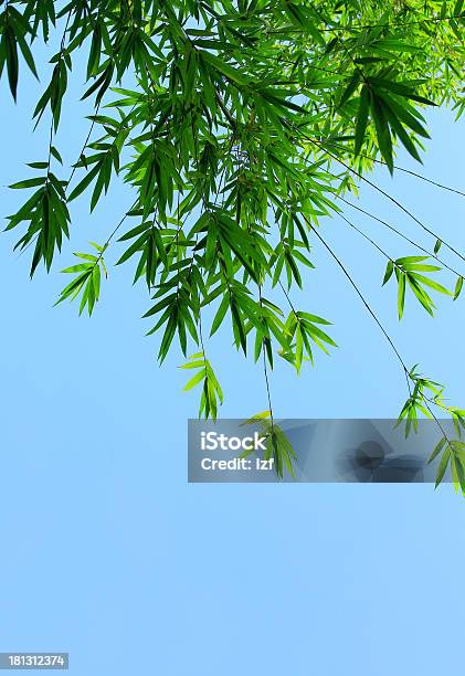 Árvores De Bambu - Fotografias de stock e mais imagens de Ao Ar Livre - Ao Ar Livre, Arbusto, Azul