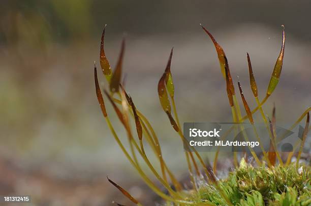 Muschio Rocce Coperte Da - Fotografie stock e altre immagini di Ambiente - Ambiente, Avvicinarsi, Close-up