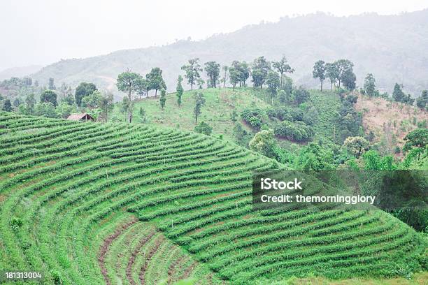 Photo libre de droit de Thé Champ Avec Un Ciel Bleu banque d'images et plus d'images libres de droit de Affaires - Affaires, Agriculture, Agriculture biologique