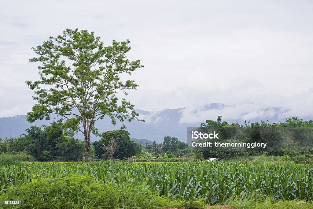 Vert champ de maïs - Photo de Agriculture libre de droits