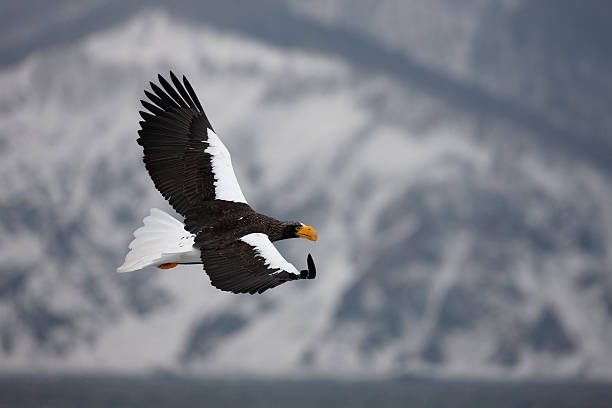 istock Stellers sea-eagle, Haliaeetus pelagicus 181313285