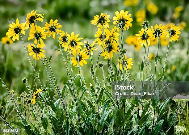 노란색 Asters Tetons 있는 산에 대한 스톡 사진 및 기타 이미지 - 산, 0명, 과꽃