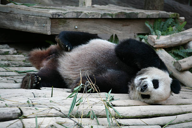 panda - monochrome black and white eating chinese cuisine stock-fotos und bilder