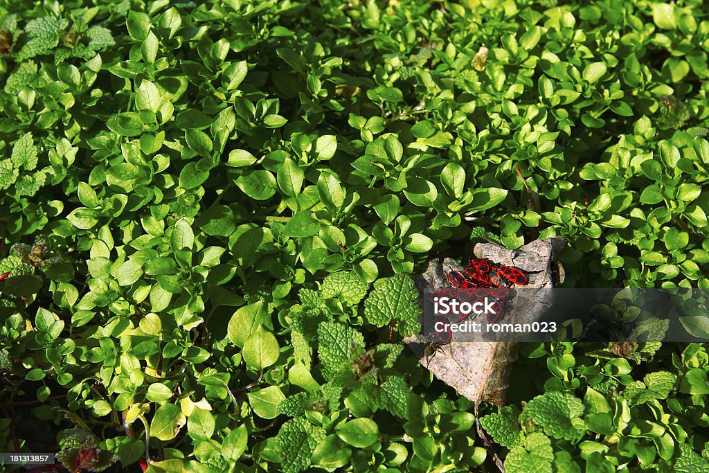 Rojo beetles en la primavera de sol - Foto de stock de 1910-1919 libre de derechos