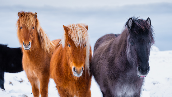 Horses in Iceland. Wild horses in a group. Horses on the Westfjord in Iceland. Composition with wild animals. Travel image