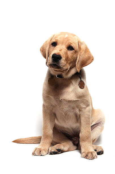 istock Yellow Labrador Retreiver Puppy 181316203
