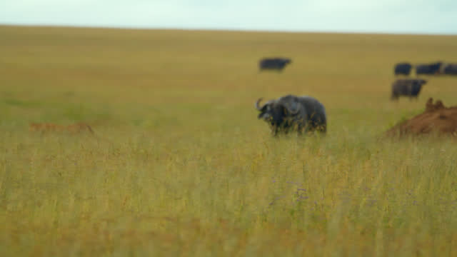SLO MO Aggressive Buffalo Running Behind Lioness At Tanzania's Lush Grassy Landscape