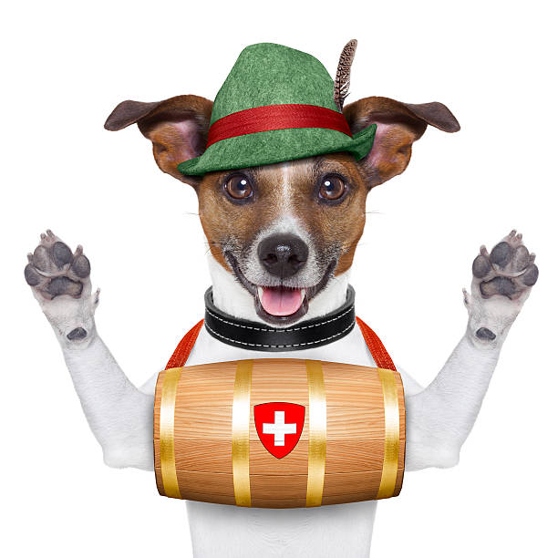 cão de busca e resgate - dog first aid first aid kit winter - fotografias e filmes do acervo