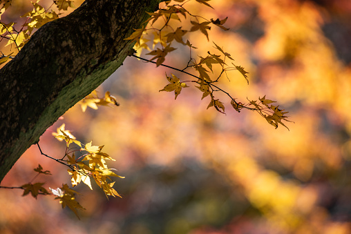 Autumn maple leaf landscape