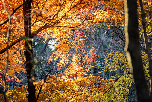 Autumn maple leaf landscape