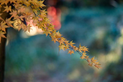 Autumn maple leaf landscape