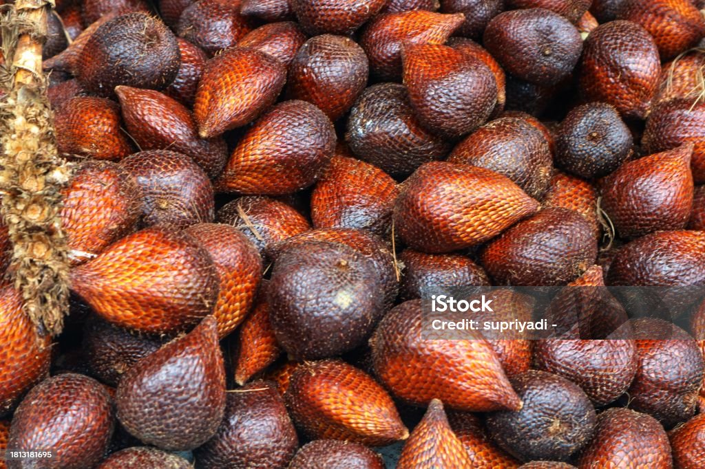 Salacca or Sala (Salacca zalacca), salak pondoh salak pondoh or salaka or salacca tropical fruit, fruit is one of the fruit commodities that are always traded by sellers in the traditional market. This fruit has a sweet and unique taste, Salak pondoh is a type of palm fruit from the Indonesian, snakefruit cultivars that grows a lot in Sleman Yogyakarta. This snakefruit is unique because the color of the ripe fruit skin is yellowish. Acorn Stock Photo