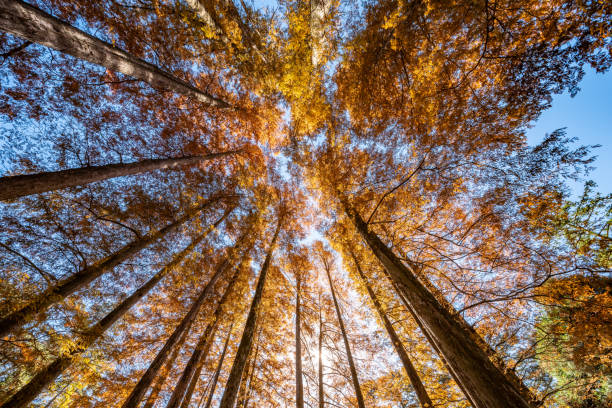 istock cedar forest in autumn sunshine 1813184404