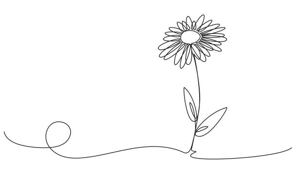 single line drawing of daisy flower continuous single line drawing of daisy flower, line art vector illustration daisy flower spring marguerite stock illustrations