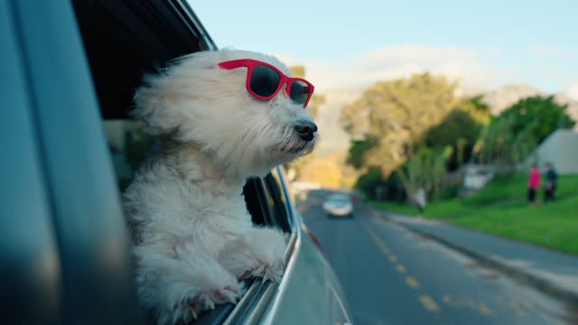 Sunglasses, cute and dog out the window of car riding on a weekend road trip, vacation or holiday. Wind, animal and sweet white puppy pet with funky, trendy and stylish eyewear driving in the street.