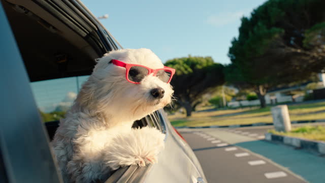Sunglasses, cute and puppy out the window of car riding on a weekend road trip, vacation or holiday. Sweet, animal and white dog pet with funky, trendy and stylish eyewear driving in the street.