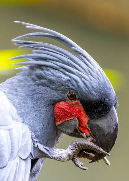 Experience the enchantment of the Palm Cockatoo (Probosciger aterrimus) amidst tropical splendor. Native to Northern Australia and New Guinea, this majestic bird captivates with its ebony plumage and distinctive palm-shaped crest.
