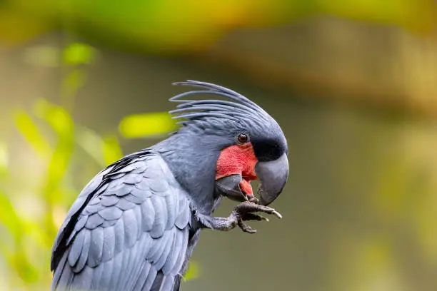 Experience the enchantment of the Palm Cockatoo (Probosciger aterrimus) amidst tropical splendor. Native to Northern Australia and New Guinea, this majestic bird captivates with its ebony plumage and distinctive palm-shaped crest.