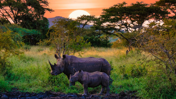 breitmaulnashorn im busch krüger-wildreservatsüdafrika - kruger national park national park southern africa africa stock-fotos und bilder