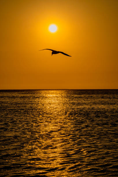 istock Sunset in Africa 1813189591